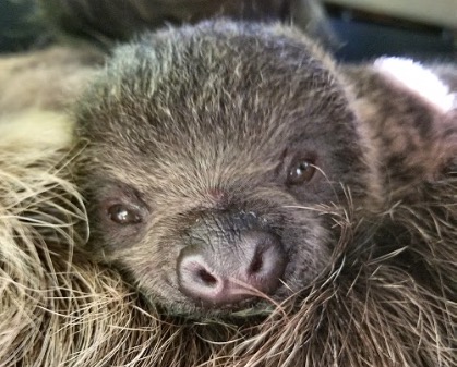 baby-sloth-born-at-honolulu-zoo.jpg